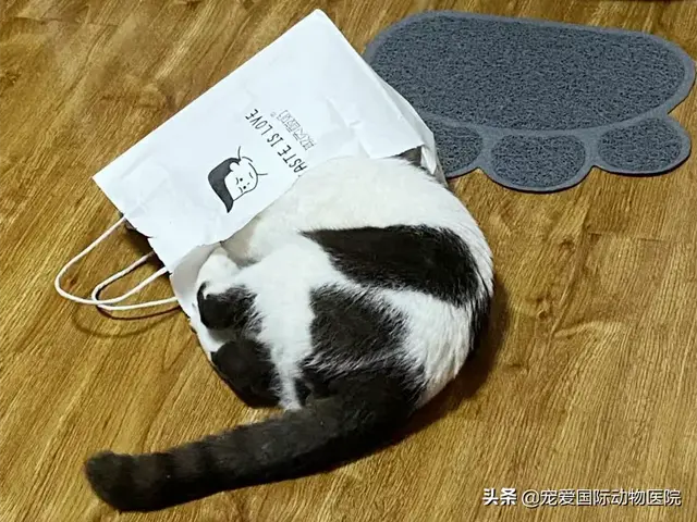 猫冠状病毒症状(猫冠状病毒症状早期表现)