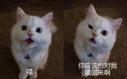 猫一直叫是怎么回事(新来的小猫一直叫是什么原因)