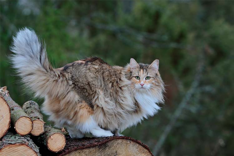 巨型猫猫！除了缅因和布偶猫还有哪些猫咪品种？