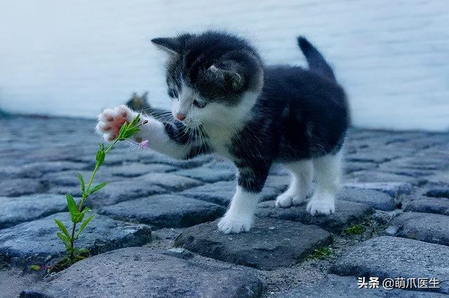 猫丢了怎么办(猫丢了怎么找最有效)