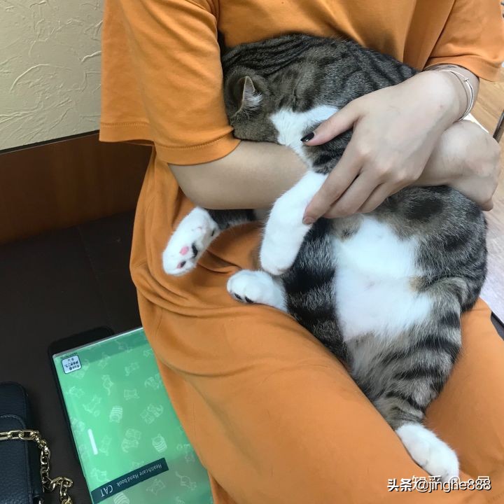 一只猫能可爱到什么程度？