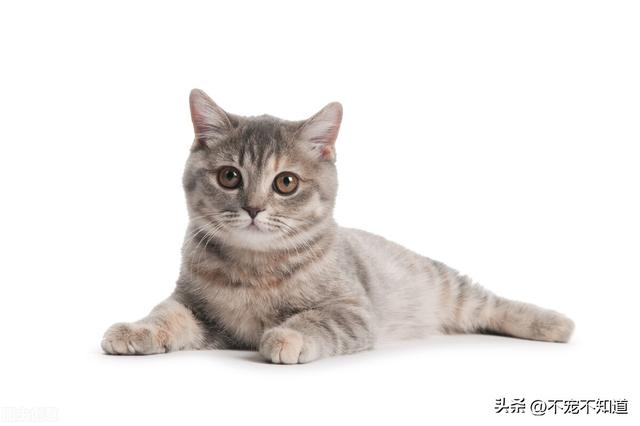 猫肠胃炎吃什么药最好(猫咪肠胃炎吃啥药)