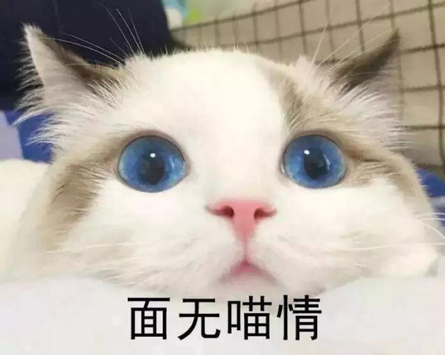 猫咪眼睛发炎会自愈吗(猫咪眼睛炎症会自己好吗)