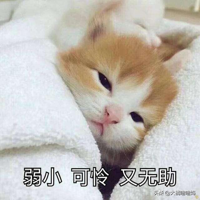 宠物猫多久洗一次澡(猫多久洗一次澡比较好)