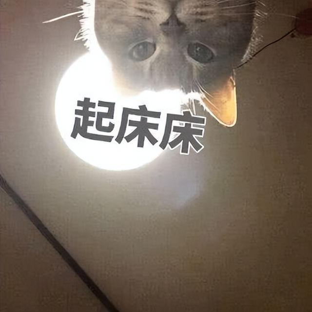 防止猫咪每天早上叫唤(防止猫咪每天早上叫唤的办法)