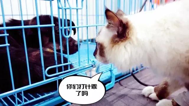 干性猫传腹(干性猫传腹能治好吗)