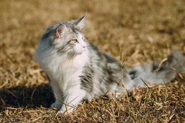 猫发情了怎么办(猫发情了咋整)