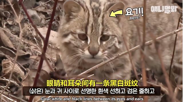 豹猫图片(野生豹猫图片)