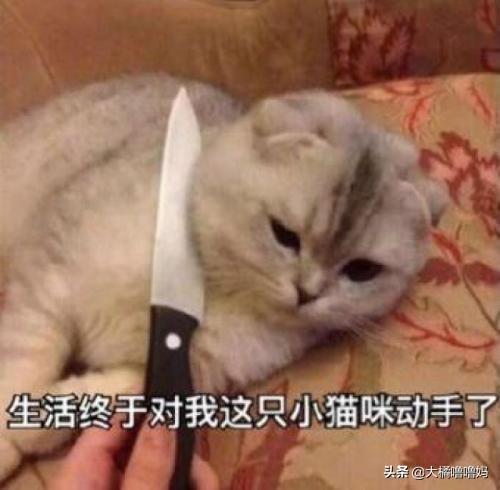 宠物猫多久洗一次澡(猫多久洗一次澡比较好)