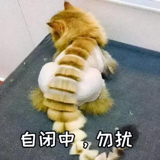 猫咪剃毛多久能长出来(猫咪剃毛的好处和坏处)