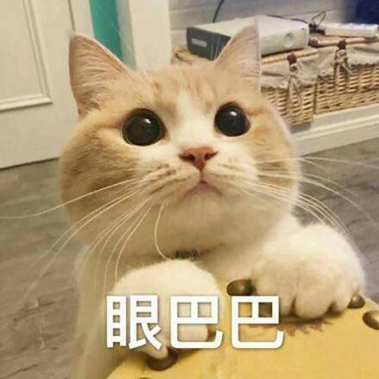 猫的肢体语言都代表什么(猫的肢体语言有哪些)