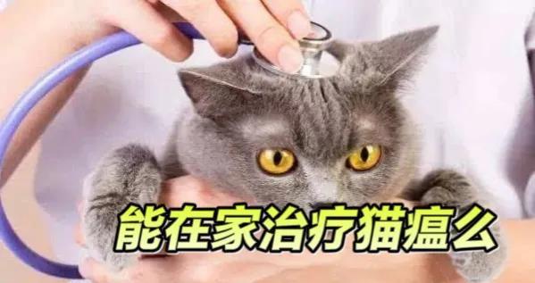 猫瘟怎么治疗用什么药(治疗猫瘟的土方法)