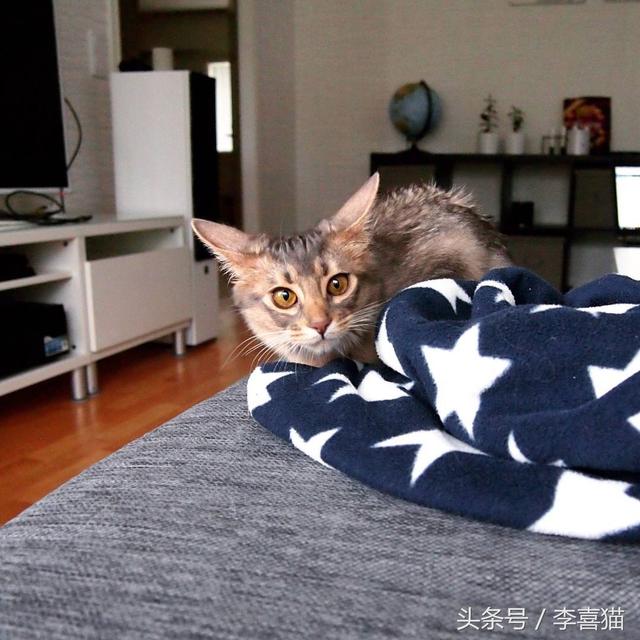 猫咪飞机耳是什么意思(猫咪飞机耳是啥意思)