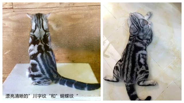 银虎斑猫图片(美短银虎斑猫图片)