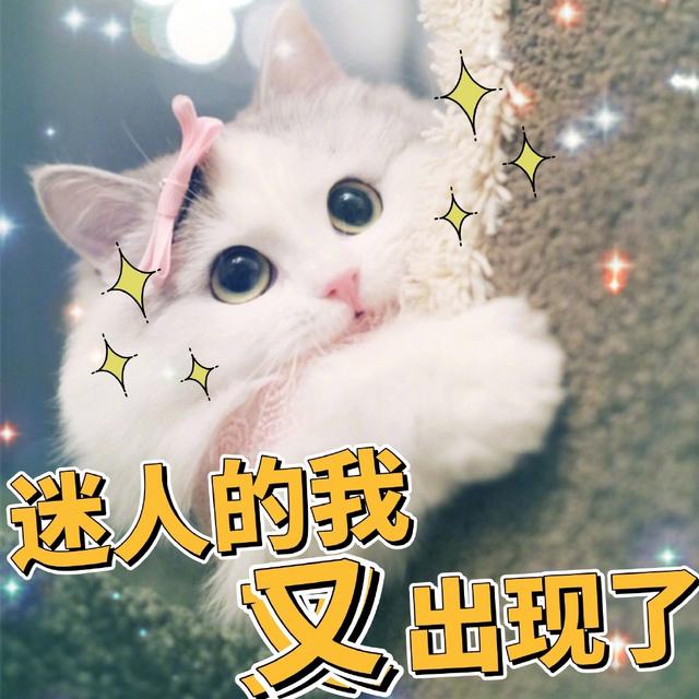 猫咪两岁相当于人几岁(两岁的猫咪相当于人多少岁)