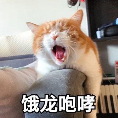 小猫为什么一直叫(小猫为什么一直叫个不停)