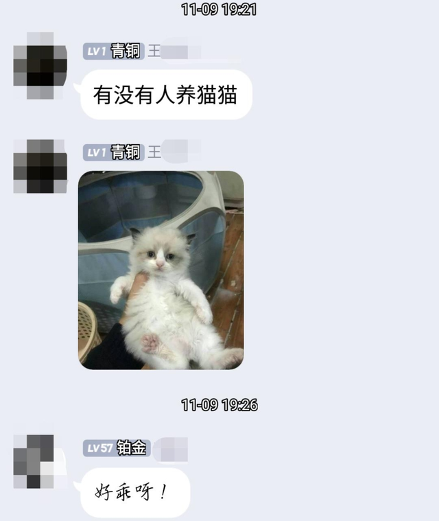 网上买猫靠谱吗(网上买猫好吗)