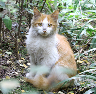 猫能不能吃草莓(猫能不能吃草莓干)