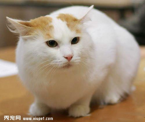 如何判断猫猫的美丑？