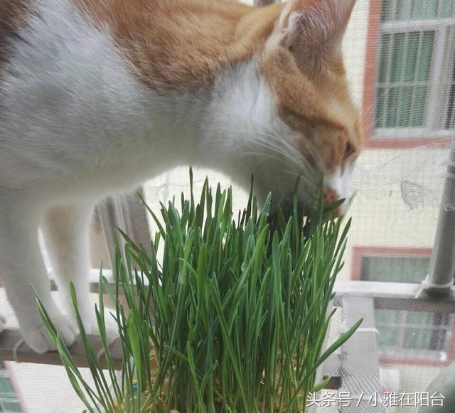 猫草怎么种植方法(猫草对猫有什么作用)