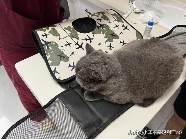 猫耳朵发炎化脓怎么办(猫耳朵发炎化脓用什么药)