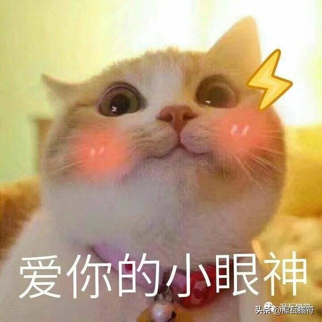 养一只猫一个月最少花多少钱(养一只猫一月要花多少钱)