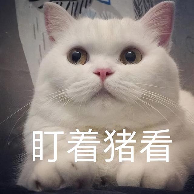 猫一岁相当于人的几岁(猫一岁相当于人的几岁智商)