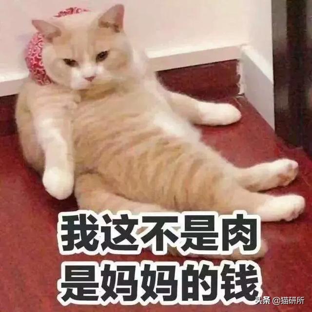 养猫成本高吗(养猫成本多少)