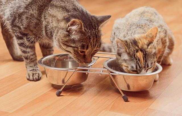 猫咪挑食不吃猫粮怎么办(猫咪挑食怎么办)