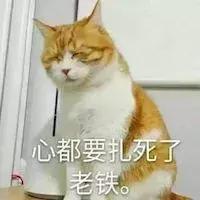 公猫尿闭(公猫尿闭症状)