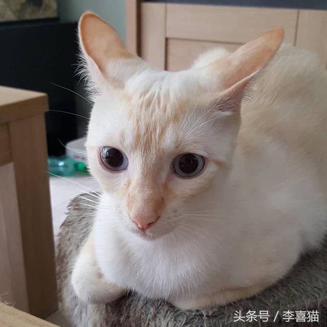 猫咪飞机耳是什么意思(猫咪飞机耳是啥意思)