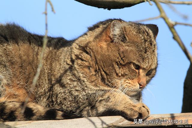 驱赶猫长期有效好办法(室外驱赶猫长期有效好办法)