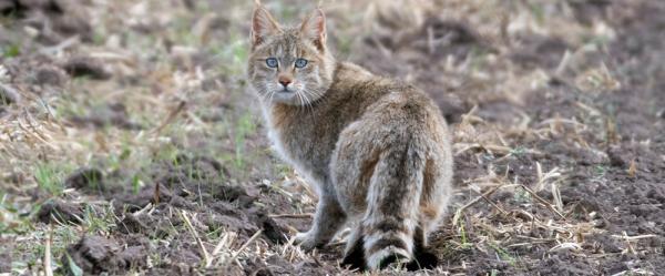 非洲野猫图片(非洲野猫和狸花猫)