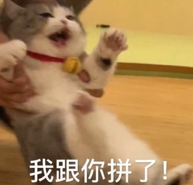 小猫表情包(小猫表情包沙雕)