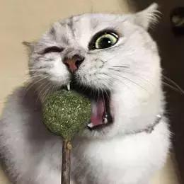 猫薄荷对猫有危害么(猫薄荷对猫是否有害处)