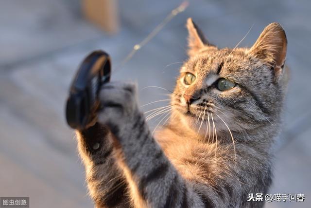 猫可以吃蓝莓吗(猫可不可以吃蓝莓)