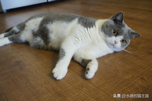 猫咪的生活习性有哪些(猫咪生活习性)