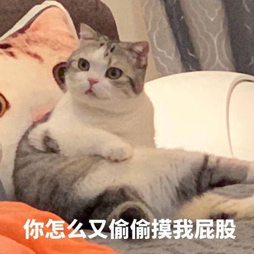 猫咪喜欢被拍屁股的原因，原来藏了这5个秘密