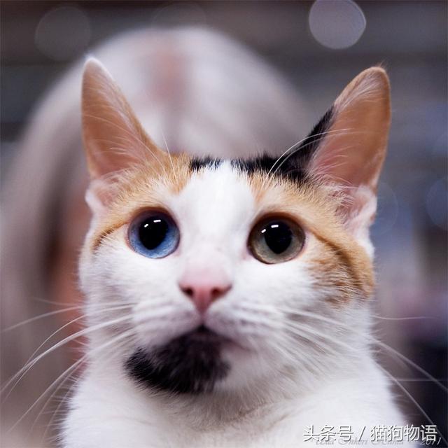 日本短毛猫三色猫(日本短毛猫图片)