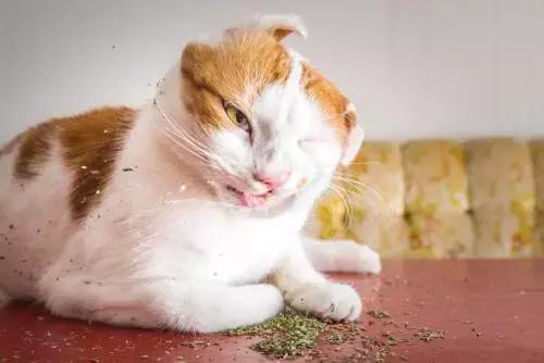 猫薄荷对猫有危害么(猫薄荷对猫是否有害处)