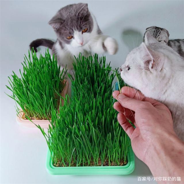 多大的猫可以吃猫草？猫草多久吃一次？猫吃猫草不吐毛球怎么办？