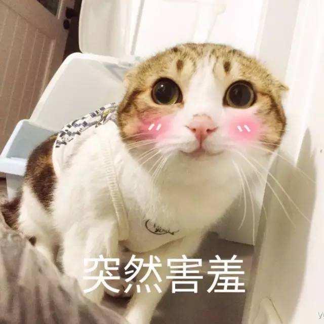 小猫公母分辨图(刚出生小猫公母分辨图)