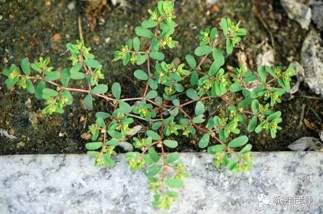 猫毛草的功效和作用(猫毛草图片)