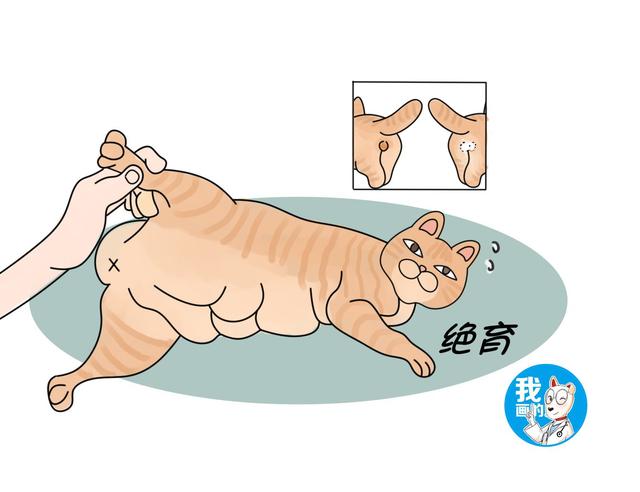 猫咪隐睾的危害(猫咪隐睾怎么判断)