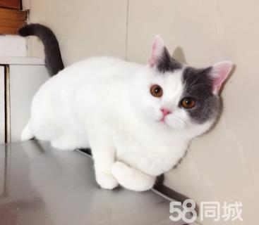 打完妙三多猫咪没精神不爱动 妙三多打后有什么副作用