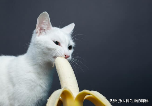 猫咪能吃香蕉吗(猫咪能不能吃香蕉)