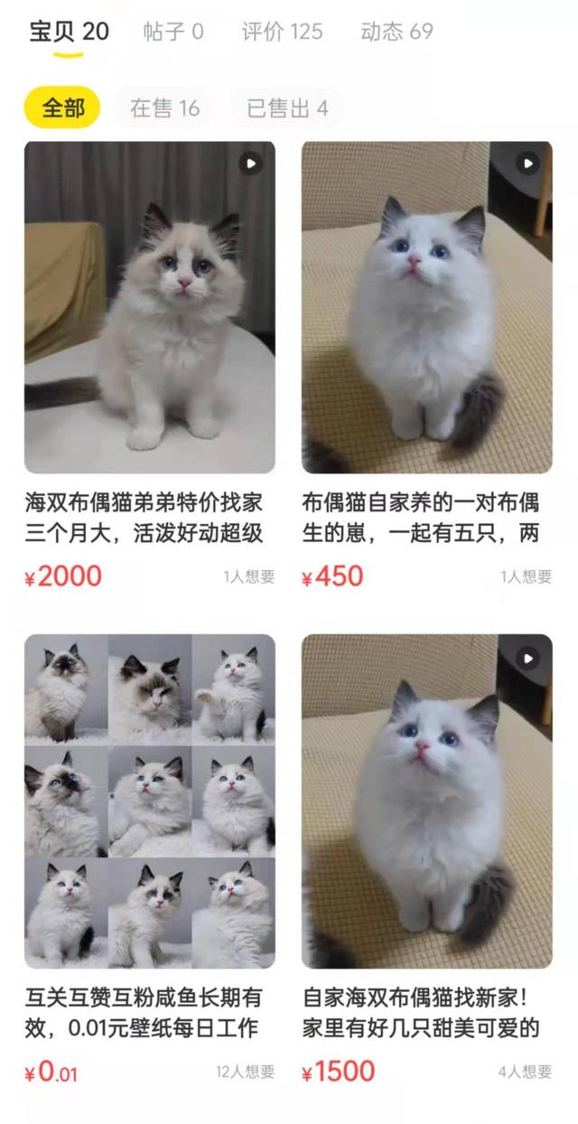 出售宠物猫上哪去卖呀(宠物猫在哪里可以卖)