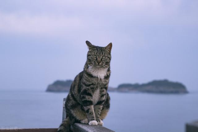 母猫什么时候发情(母猫发情期一般是几天)