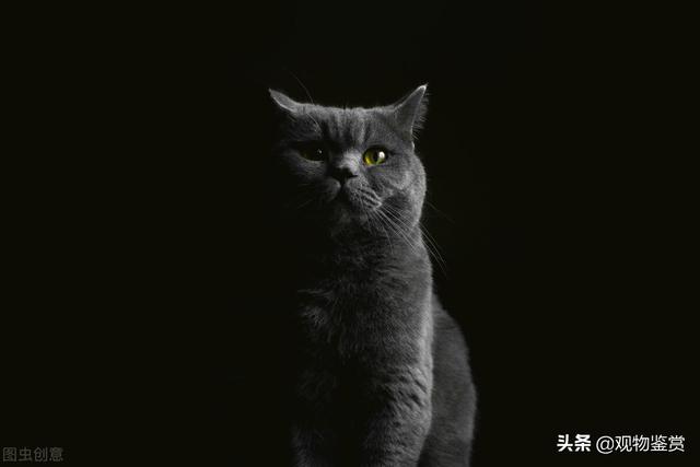 猫咪绝育后多久可以洗澡(公猫绝育后多久可以洗澡)