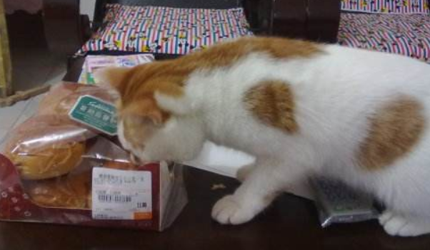 散装猫薄荷怎么用(散装猫薄荷怎么给猫吃)